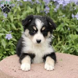 Enid, Miniature Australian Shepherd Puppy