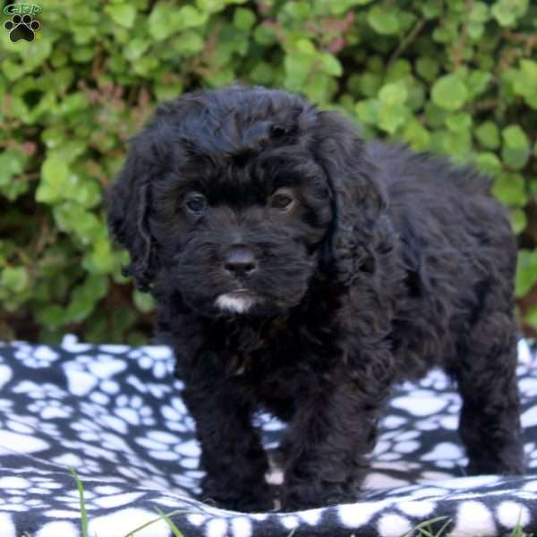 Enzo, Cockapoo Puppy