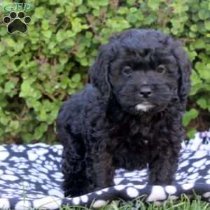 Enzo, Cockapoo Puppy
