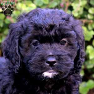 Enzo, Cockapoo Puppy