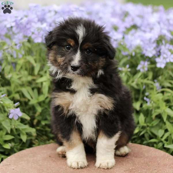 Erbie, Miniature Australian Shepherd Puppy