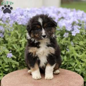 Erbie, Miniature Australian Shepherd Puppy
