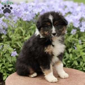 Erbie, Miniature Australian Shepherd Puppy
