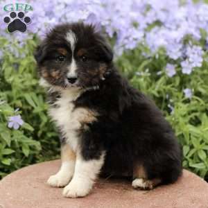 Erbie, Miniature Australian Shepherd Puppy