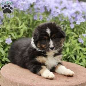 Erbie, Miniature Australian Shepherd Puppy