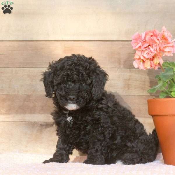 Erin, Miniature Poodle Puppy