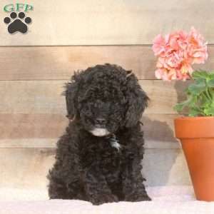 Erin, Miniature Poodle Puppy