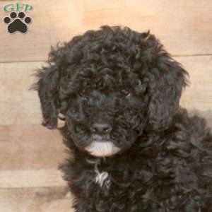 Erin, Miniature Poodle Puppy
