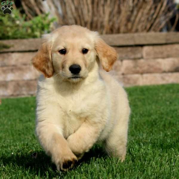 Erma, Golden Retriever Puppy