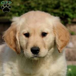 Erma, Golden Retriever Puppy