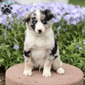 Ervin, Miniature Australian Shepherd Puppy