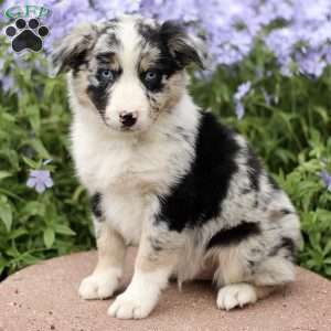 Ervin, Miniature Australian Shepherd Puppy