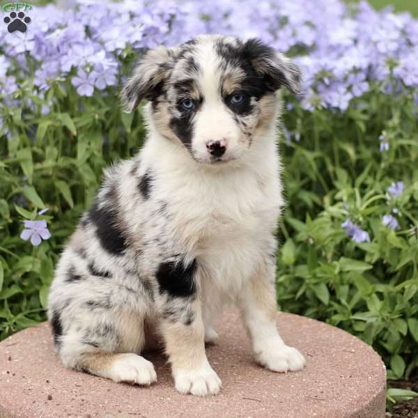 Ervin, Miniature Australian Shepherd Puppy