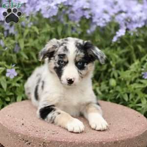 Ervin, Miniature Australian Shepherd Puppy