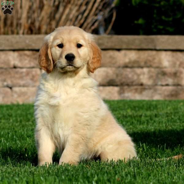Esther, Golden Retriever Puppy