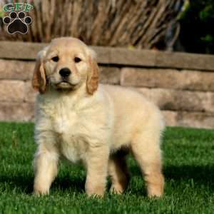 Esther, Golden Retriever Puppy