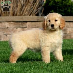 Esther, Golden Retriever Puppy