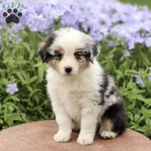 Esther, Miniature Australian Shepherd Puppy