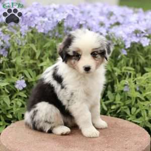 Esther, Miniature Australian Shepherd Puppy