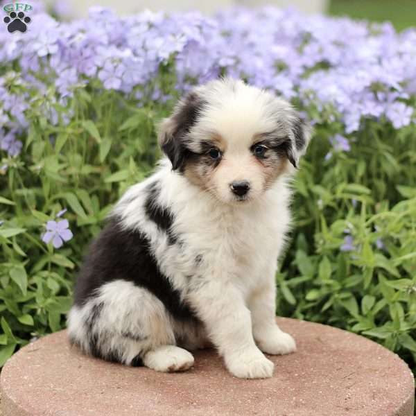 Esther, Miniature Australian Shepherd Puppy