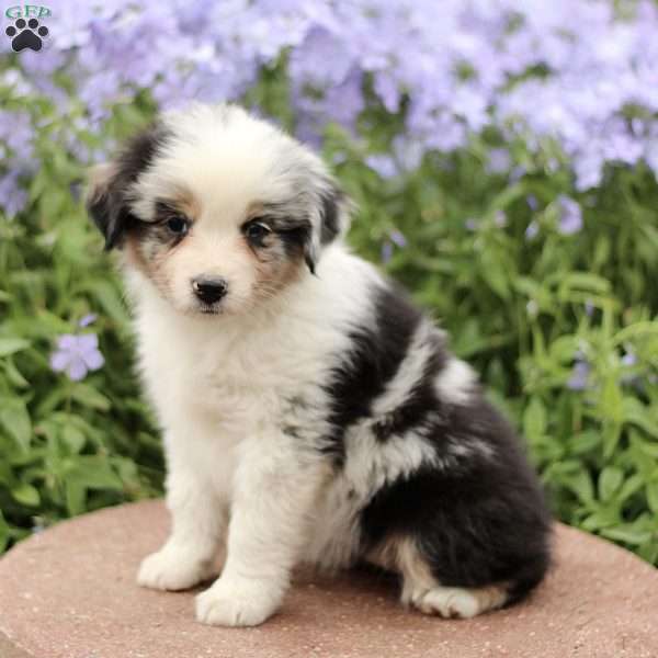 Esther, Miniature Australian Shepherd Puppy