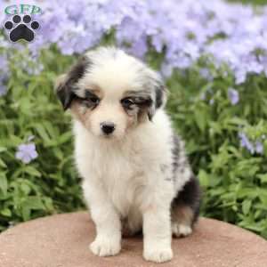 Esther, Miniature Australian Shepherd Puppy