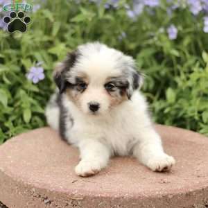 Esther, Miniature Australian Shepherd Puppy