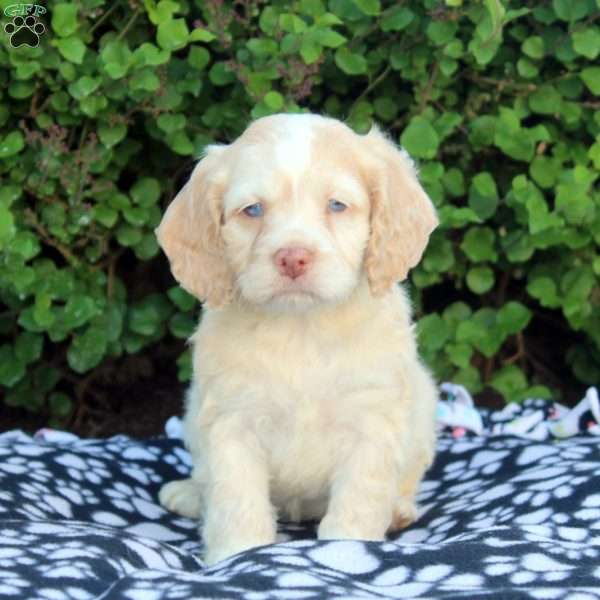 Ethan, Cockapoo Puppy
