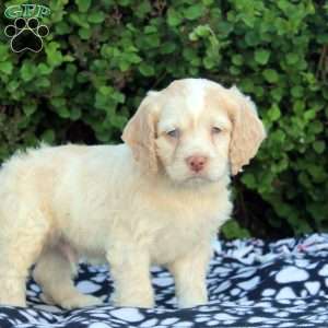 Ethan, Cockapoo Puppy