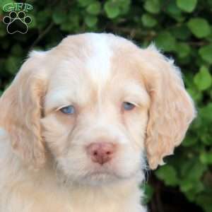 Ethan, Cockapoo Puppy