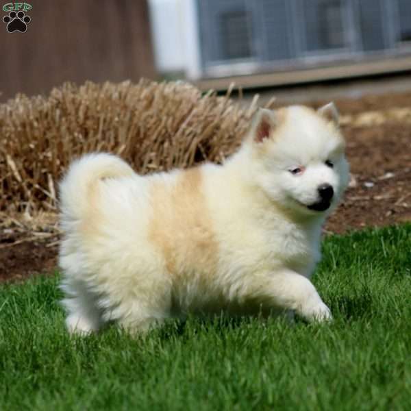 Ethan, Pomsky Puppy
