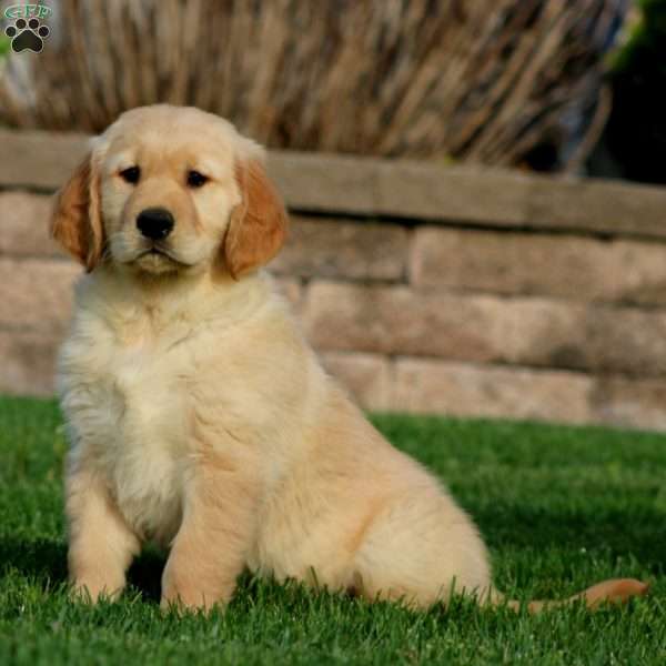 Ethan, Golden Retriever Puppy
