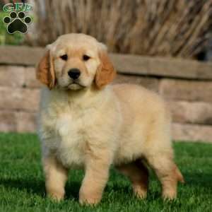 Ethan, Golden Retriever Puppy