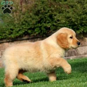 Ethan, Golden Retriever Puppy