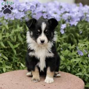 Ethel, Miniature Australian Shepherd Puppy