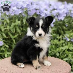 Ethel, Miniature Australian Shepherd Puppy