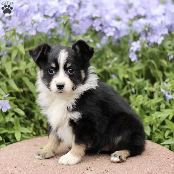 Ethel, Miniature Australian Shepherd Puppy
