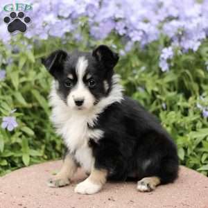 Ethel, Miniature Australian Shepherd Puppy