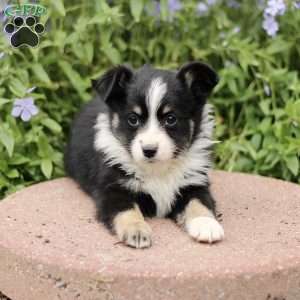 Ethel, Miniature Australian Shepherd Puppy