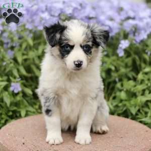 Eunice, Miniature Australian Shepherd Puppy
