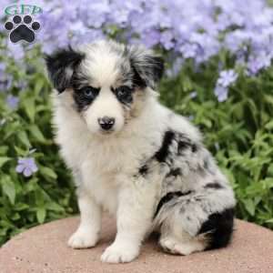 Eunice, Miniature Australian Shepherd Puppy