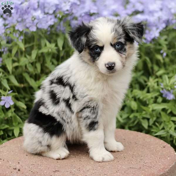 Eunice, Miniature Australian Shepherd Puppy