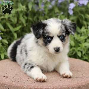 Eunice, Miniature Australian Shepherd Puppy