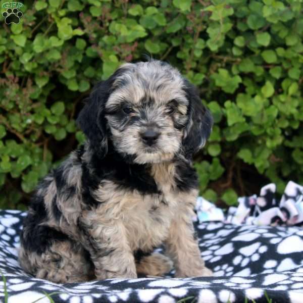 Eva, Cockapoo Puppy