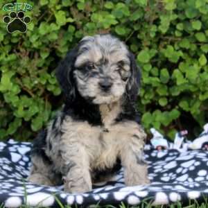 Eva, Cockapoo Puppy