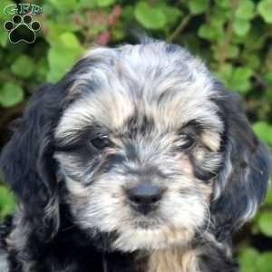 Eva, Cockapoo Puppy