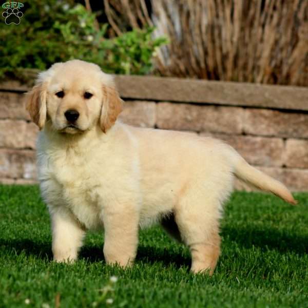 Eva, Golden Retriever Puppy