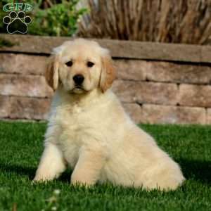 Eva, Golden Retriever Puppy