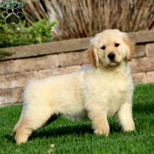 Eva, Golden Retriever Puppy