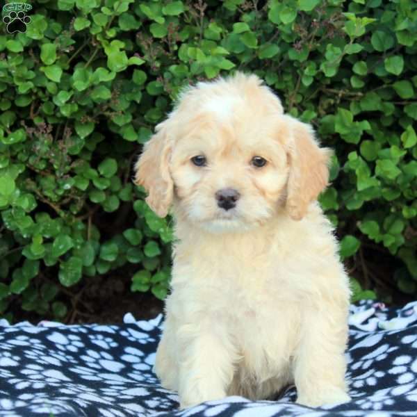 Evan, Cockapoo Puppy